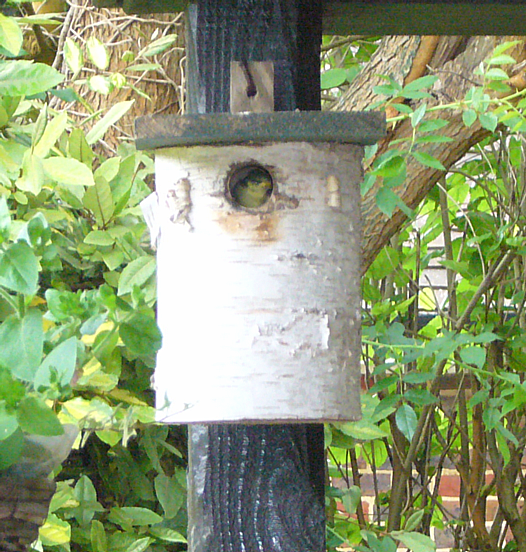 baby great tit leaving the nest